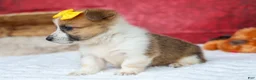 Welsh Corgi Pembroke dogs for sale: Ariel 💕 - Ad 15