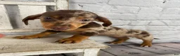 Miniature Dachshund dogs for sale: Layla - Ad 1