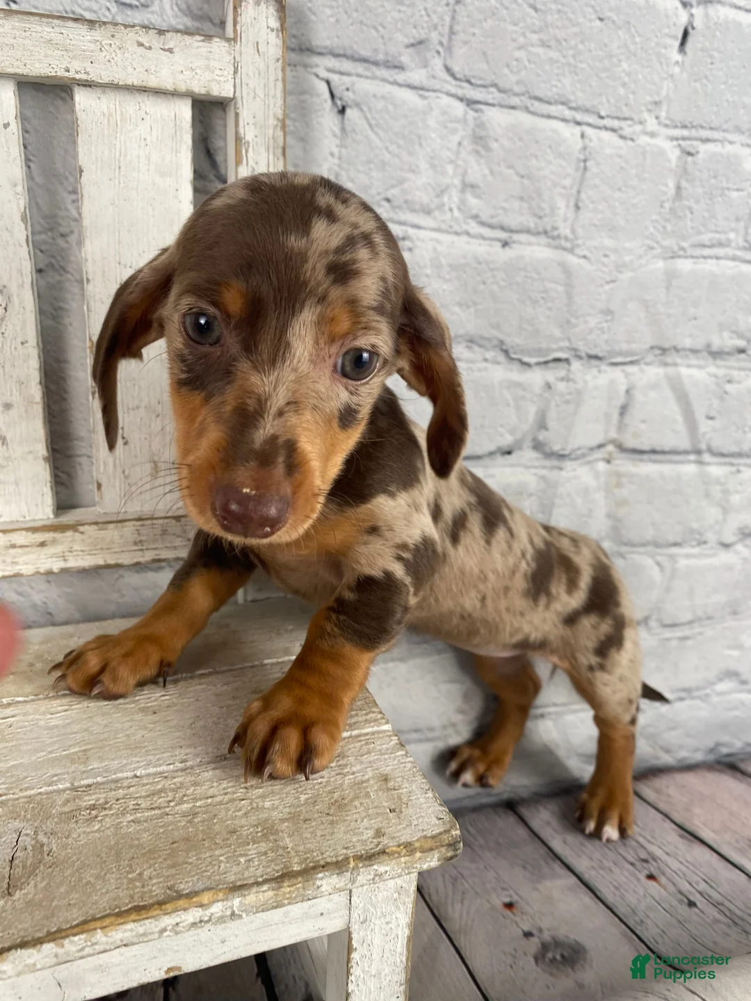 Miniature Dachshund dogs for sale: Layla - Ad 1