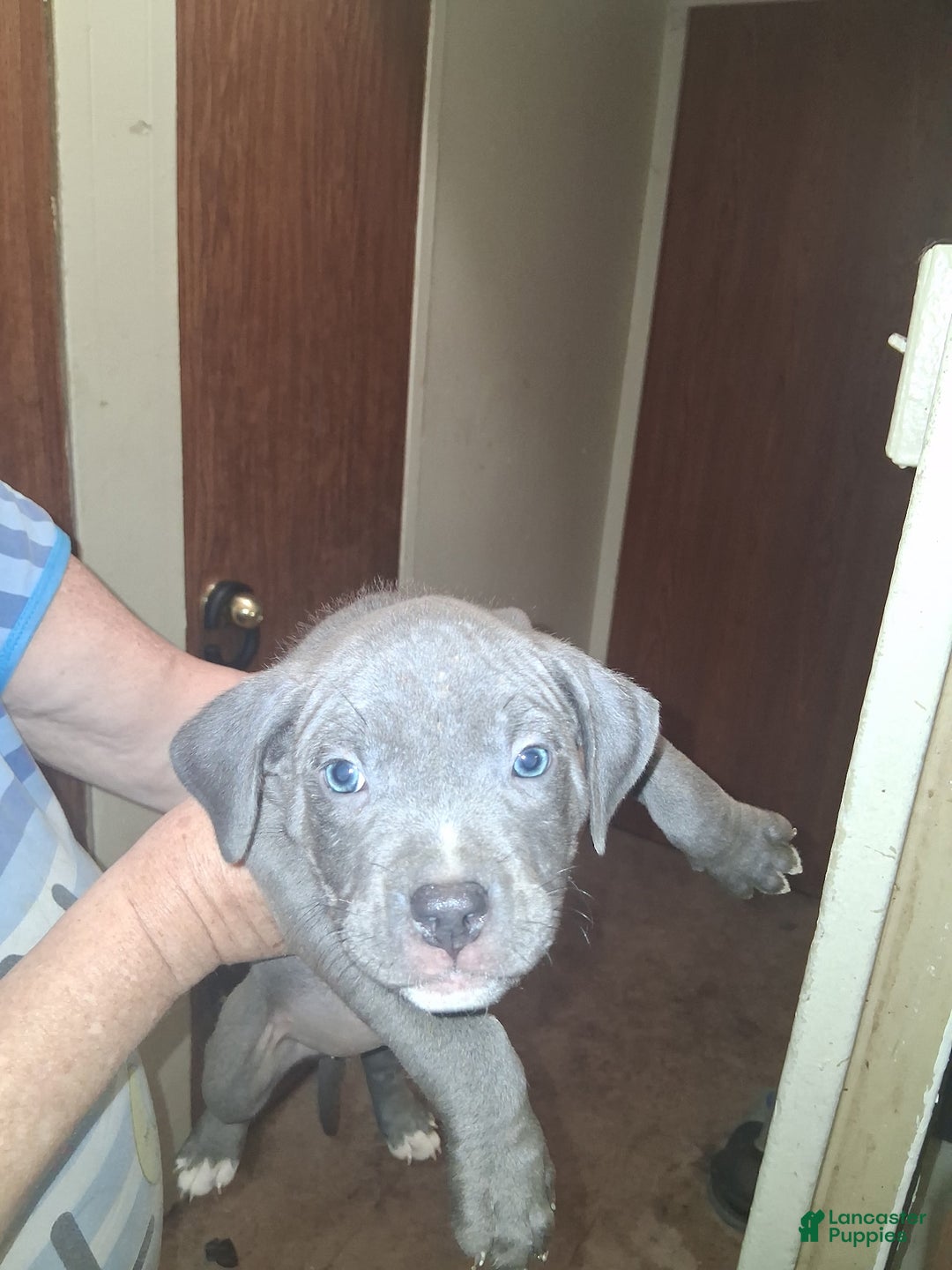 American Pit Bull Terrier dogs for sale: American Pit Bull Terrier Puppy 3 - Ad 1