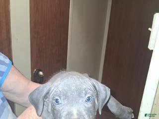 American Pit Bull Terrier dogs American Pit Bull Terrier Puppy 3 - Ad 27