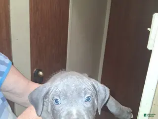 American Pit Bull Terrier dogs American Pit Bull Terrier Puppy 3 - Ad 34