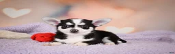 Chihuahua dogs for sale: MARY JO - Ad 10