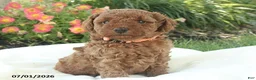 Miniature Poodle dogs for sale: Jenna - Ad 5