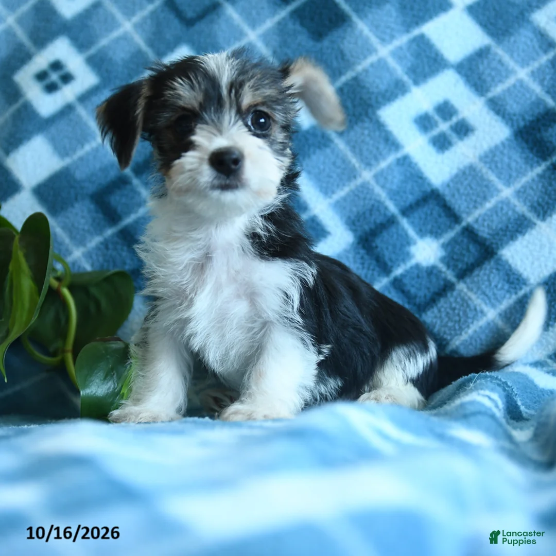 Mixed Breed dogs for sale: Daisy - Ad 1