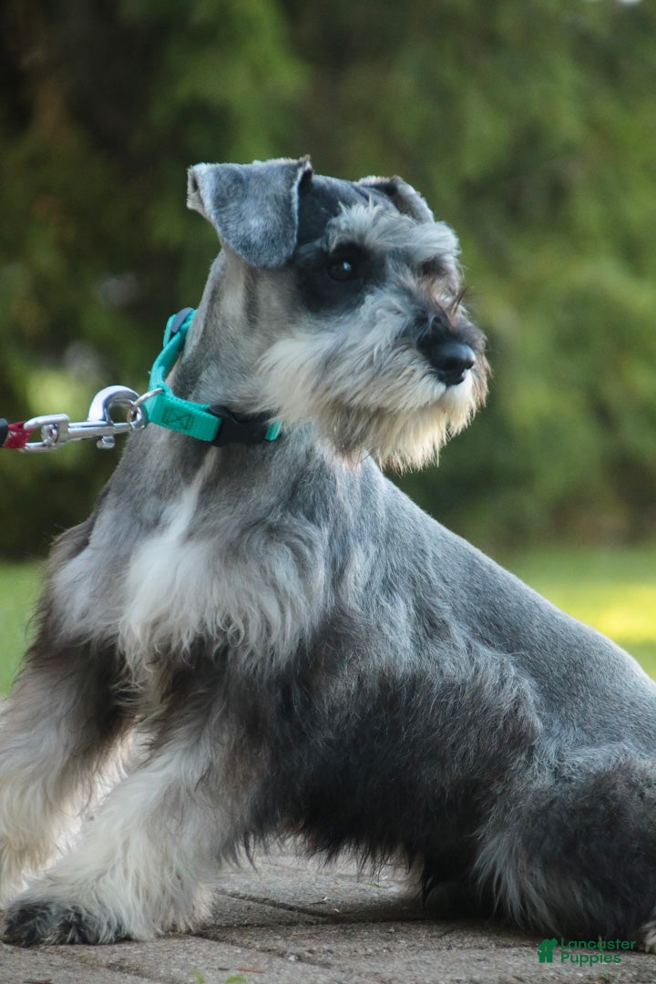 Miniature Schnauzer dogs for sale: Quest Miniature Schnauzer (crate and leash Trained) - Ad 1