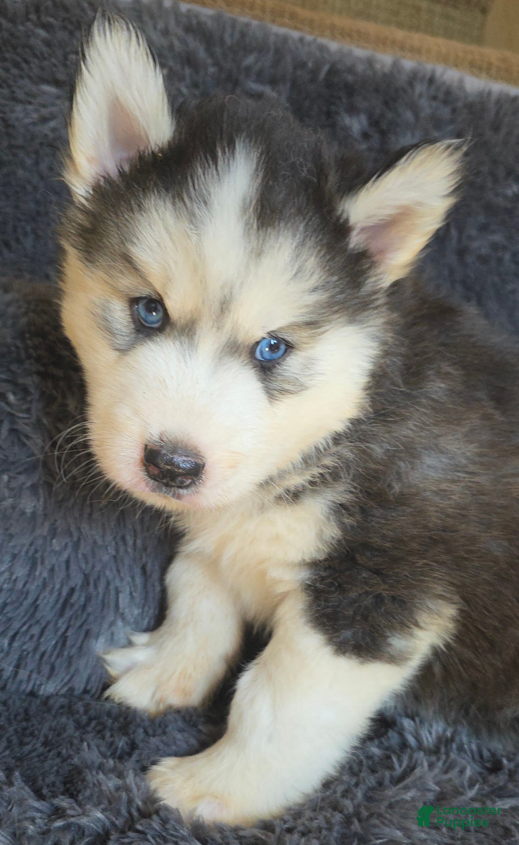 Siberian Husky dogs for sale: Toad - Ad 2