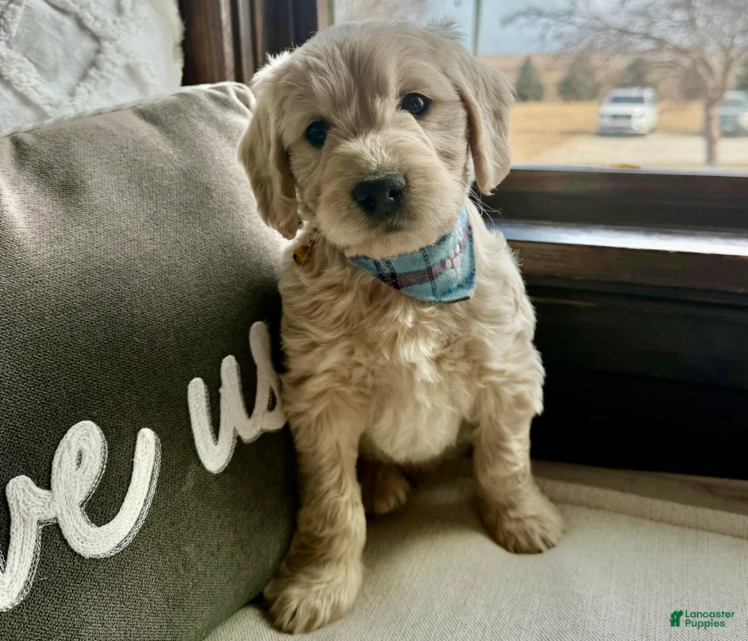 Mini Goldendoodle dogs for sale: Aspen  - Ad 2
