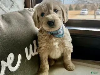 Mini Goldendoodle dogs Aspen - Ad 29