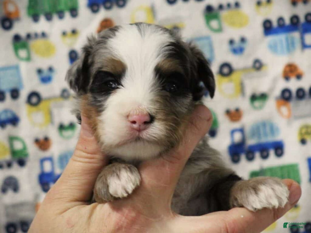 Mini Bernedoodle dogs for sale: Samson - Ad 4