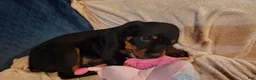Rottweiler dogs for sale: Rottweiler Puppy 5 - Ad 5