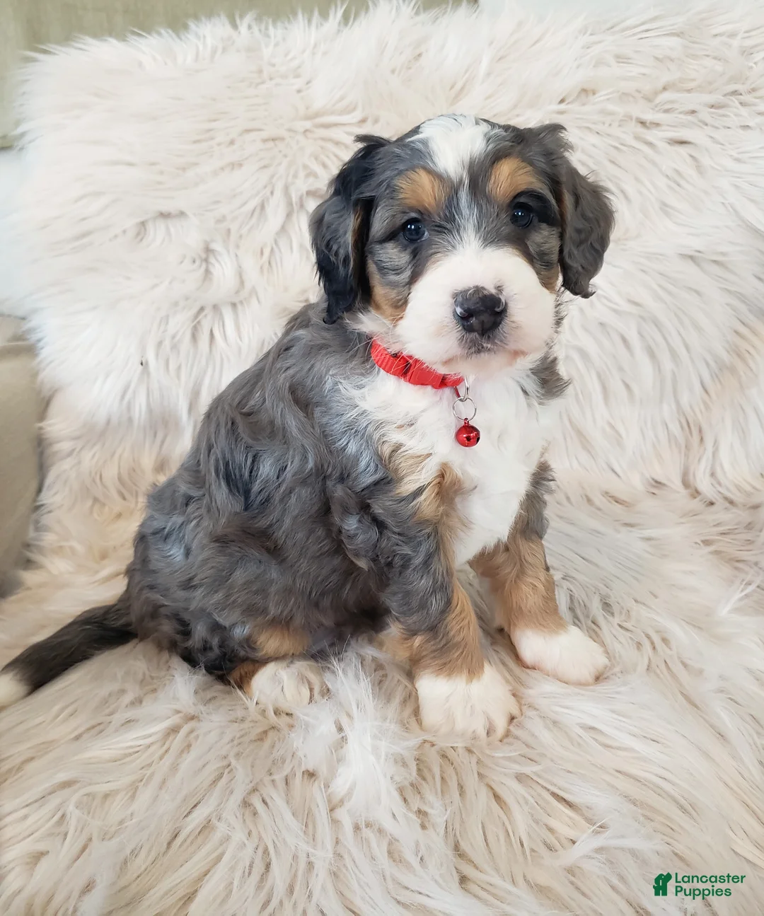 Mini Bernedoodle dogs for sale: Royal - Ad 4