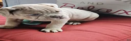Olde English Bulldogge dogs for sale: Abigail  - Ad 1