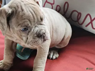 Olde English Bulldogge dogs Abigail - Ad 22