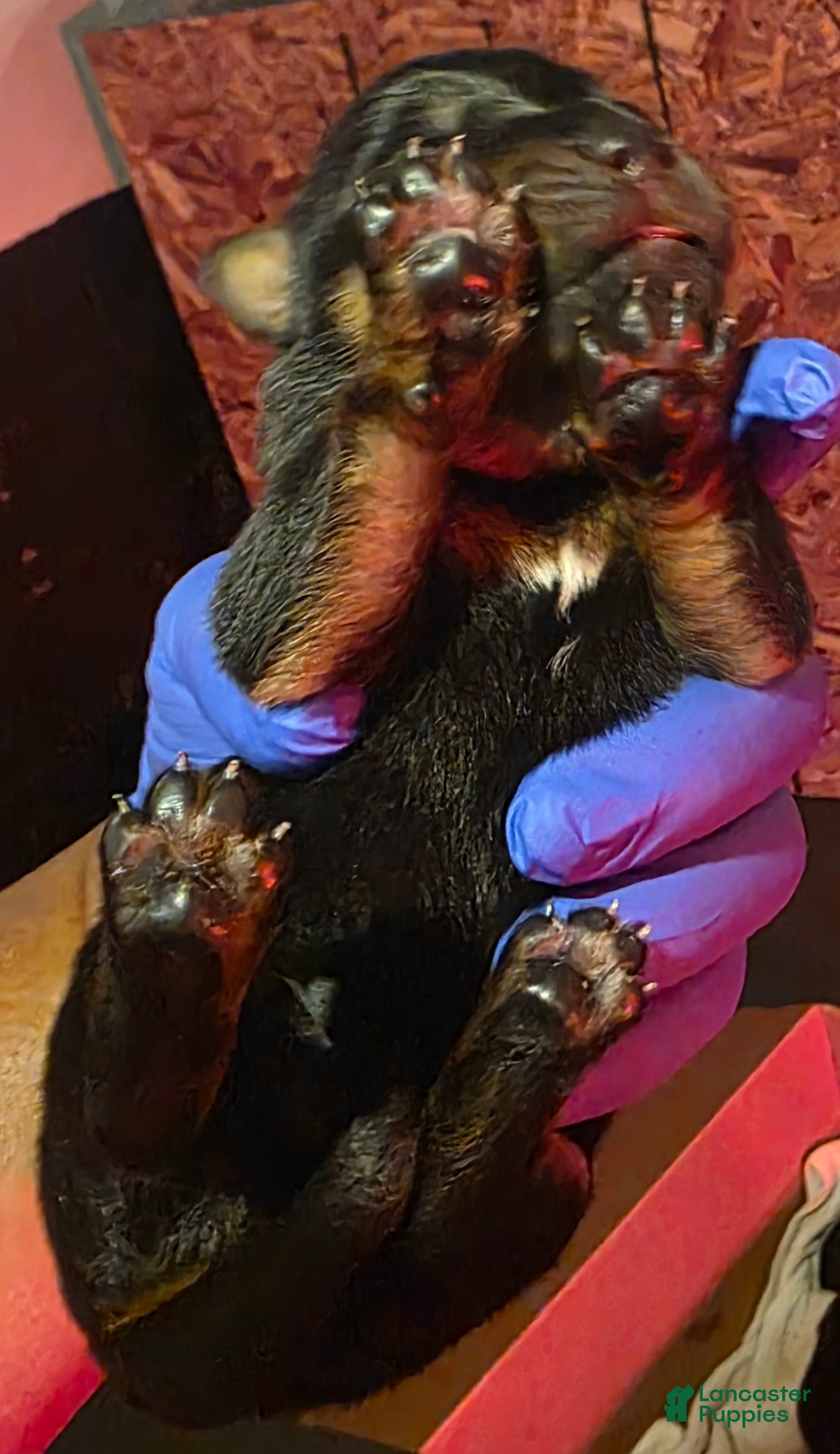 Rottweiler dogs for sale: Rottweiler 7 - Ad 26