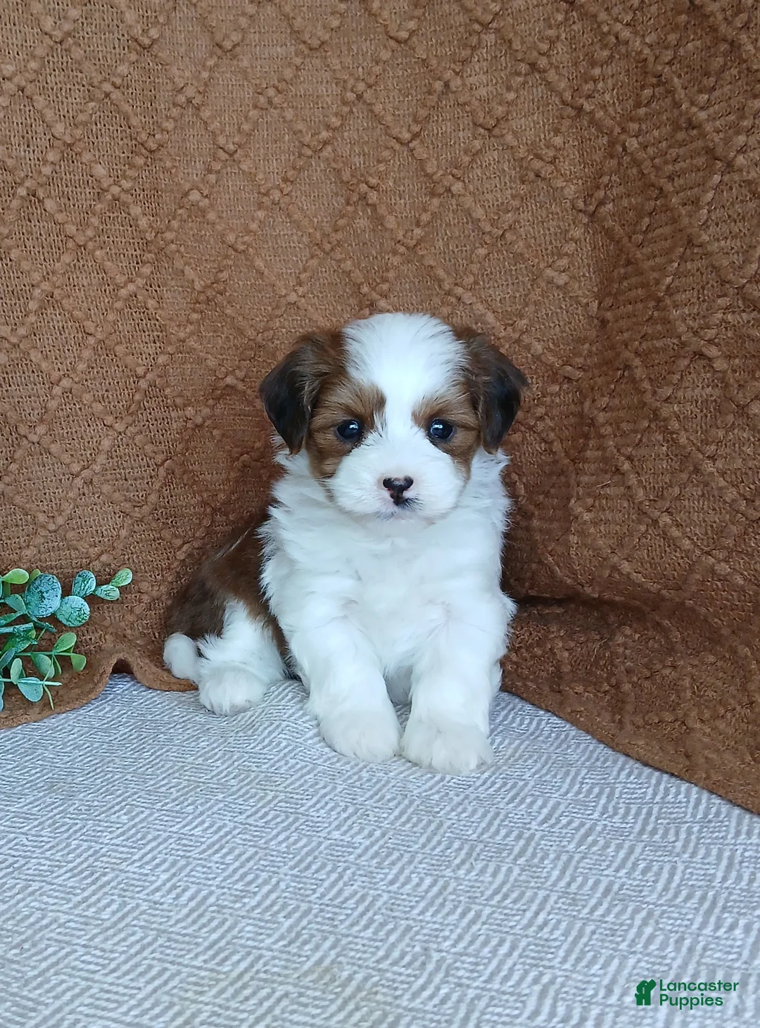 Havanese dogs for sale: Kylie  - Ad 1