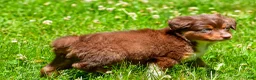 Miniature Australian Shepherd dogs for sale: Freddy - Ad 6