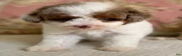 Miniature Poodle dogs for sale: Madonna - Ad 6