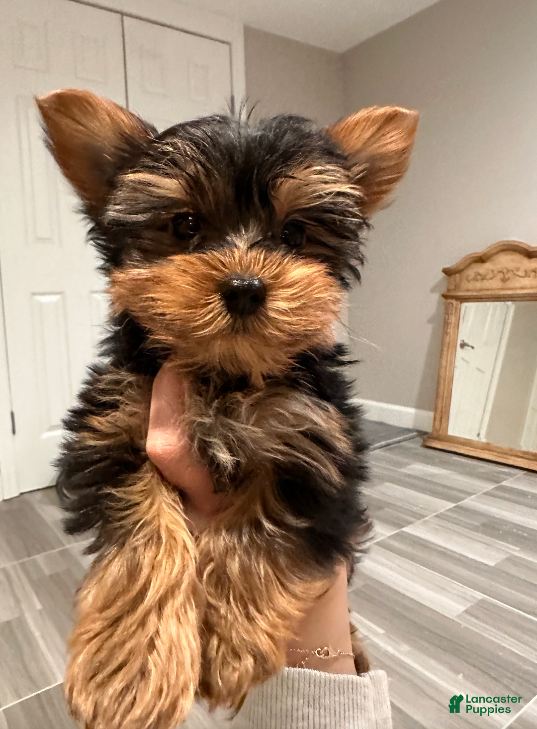 Yorkshire Terrier dogs for sale: Johnny- POTTY And CRATE TRAINED - Ad 3
