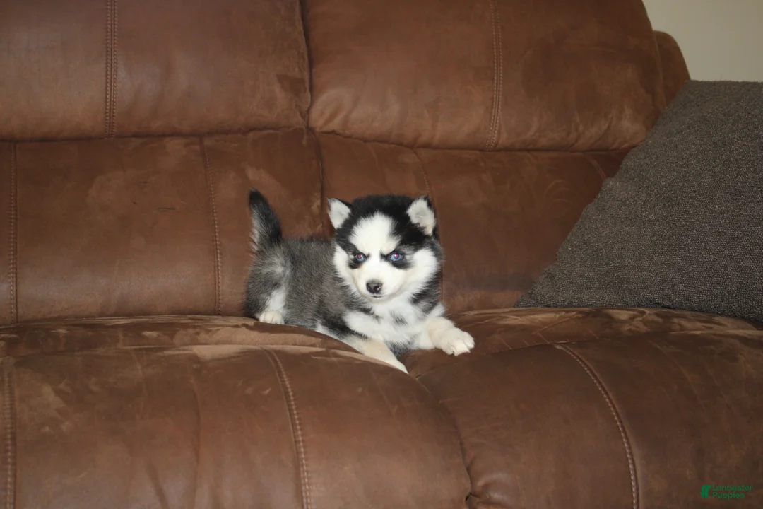 Pomsky dogs for sale: Emma READY NOW  - Ad 7