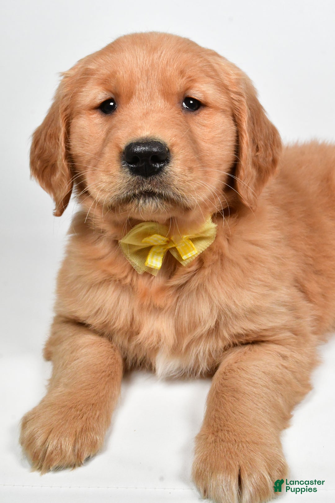 Golden Retriever dogs for sale: Leo - Ad 4