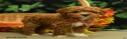 Miniature Poodle dogs for sale: Gracie - Ad 3