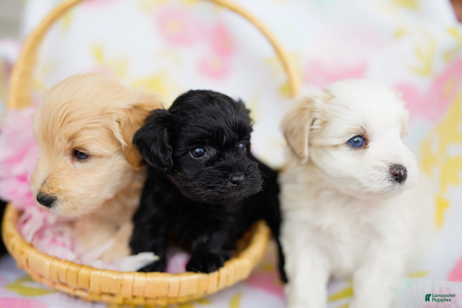 Schnoodle dogs Fathom - Ad 5