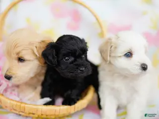 Schnoodle dogs Fathom - Ad 5