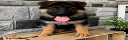 German Shepherd dogs for sale: Britt - Ad 4