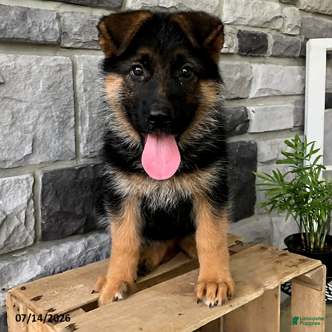 German Shepherd dogs for sale: Britt - Ad 4