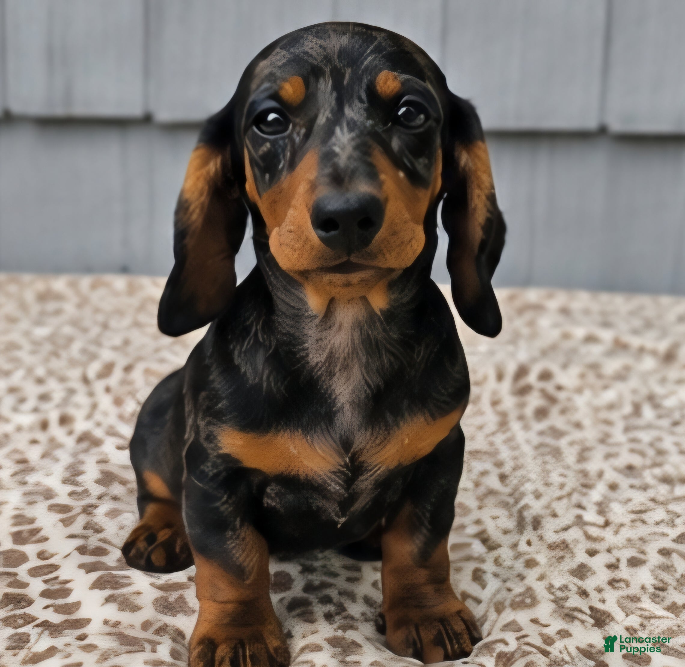 Miniature Dachshund dogs Mia - Ad 1
