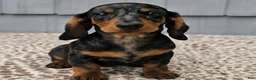 Miniature Dachshund dogs for sale: Mia - Ad 1