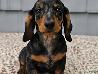 Miniature Dachshund dogs for sale: Mia - Ad 2