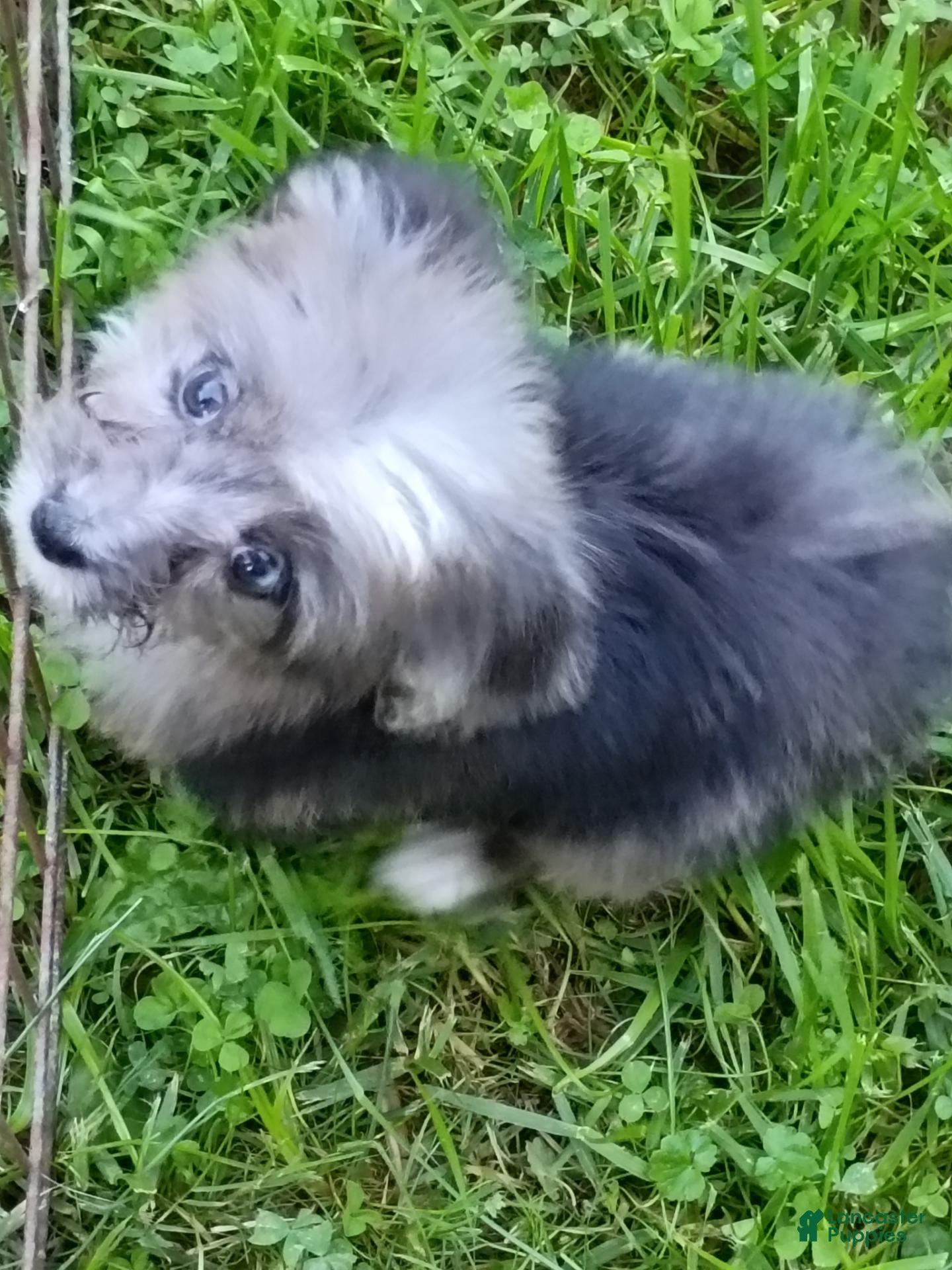 Mini Aussiedoodle dogs Bluey Toy/Small Mini  - Ad 2