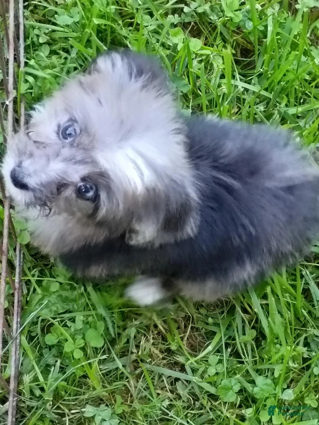Mini Aussiedoodle dogs for sale: Bluey Toy/Small Mini  - Ad 2