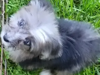 Mini Aussiedoodle dogs Bluey Toy/Small Mini - Ad 2
