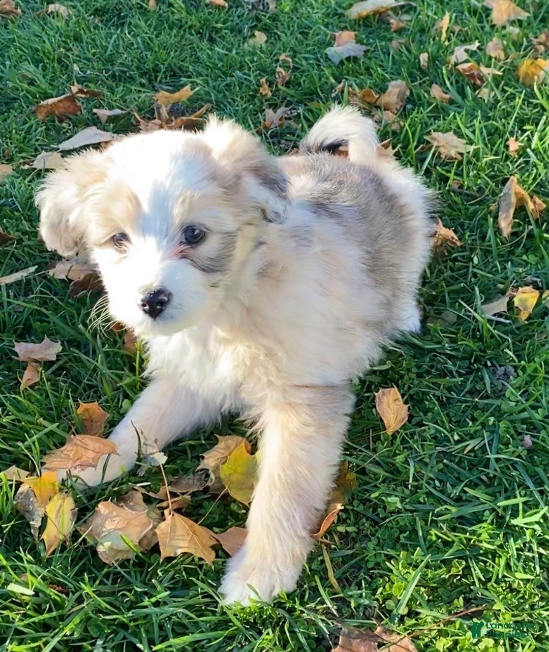 Mini Aussiedoodle dogs for sale: Lucy - Ad 1