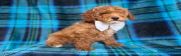 Cockapoo dogs for sale: Rags - Ad 5