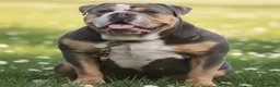 Olde English Bulldogge dogs for sale: Baby Girl - Ad 10
