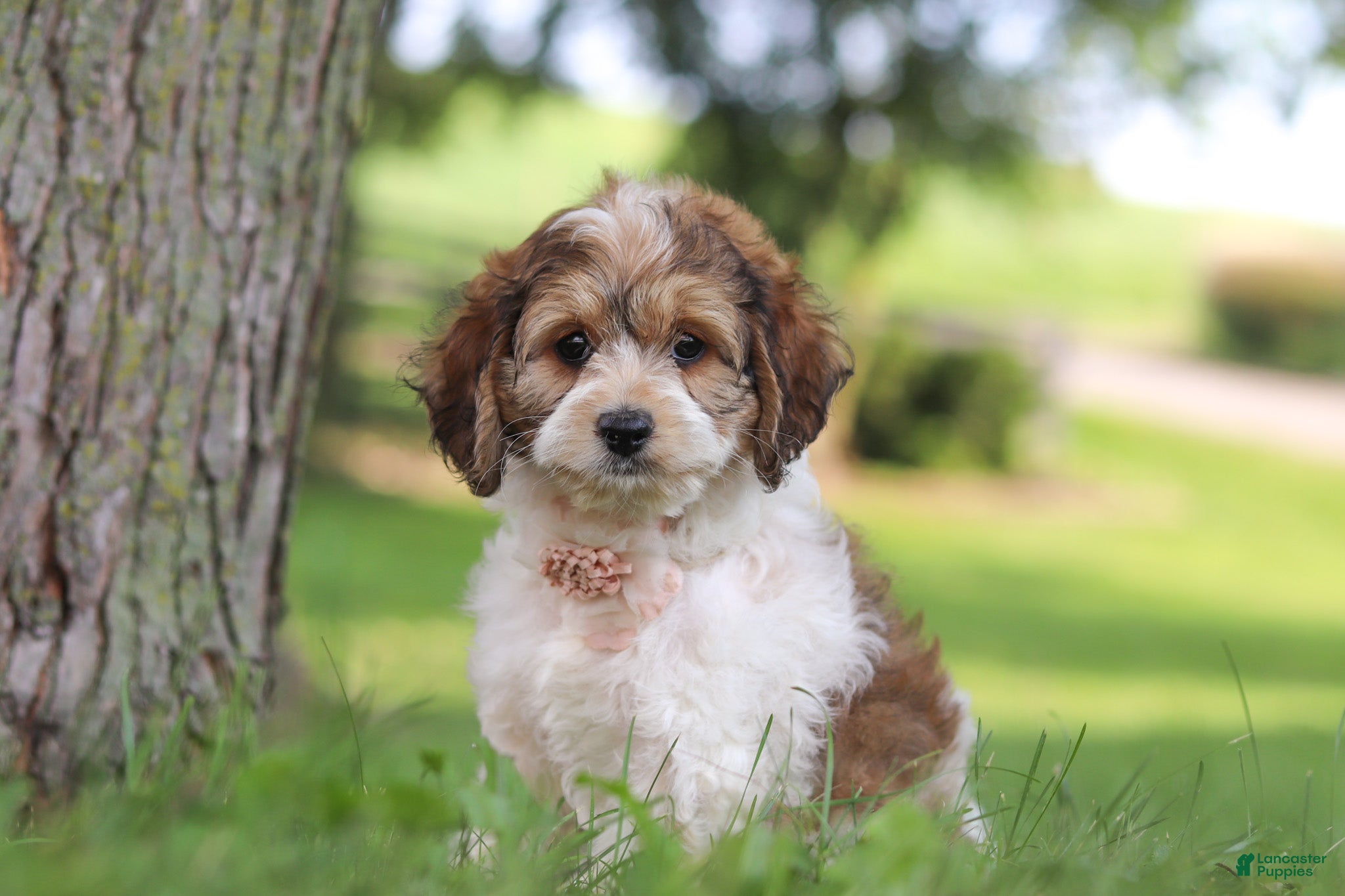 Cockapoo dogs Angela - Ad 1