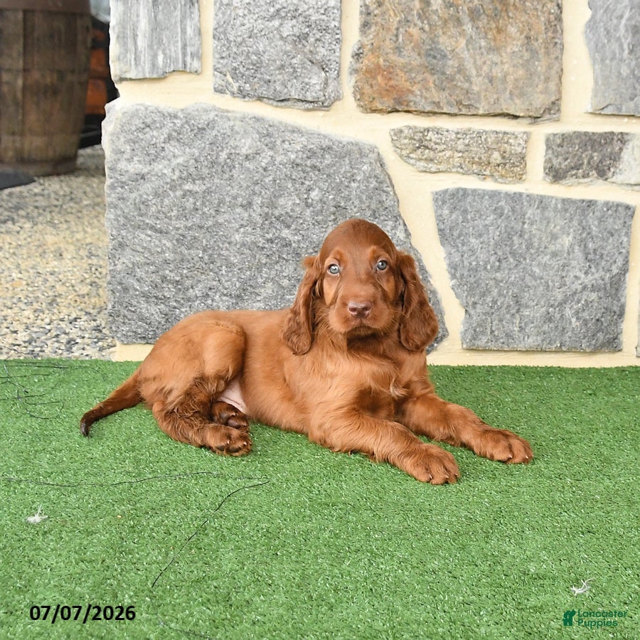 Irish Setter dogs Celebrity - Ad 2