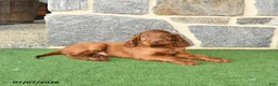 Irish Setter dogs for sale: Celebrity - Ad 2