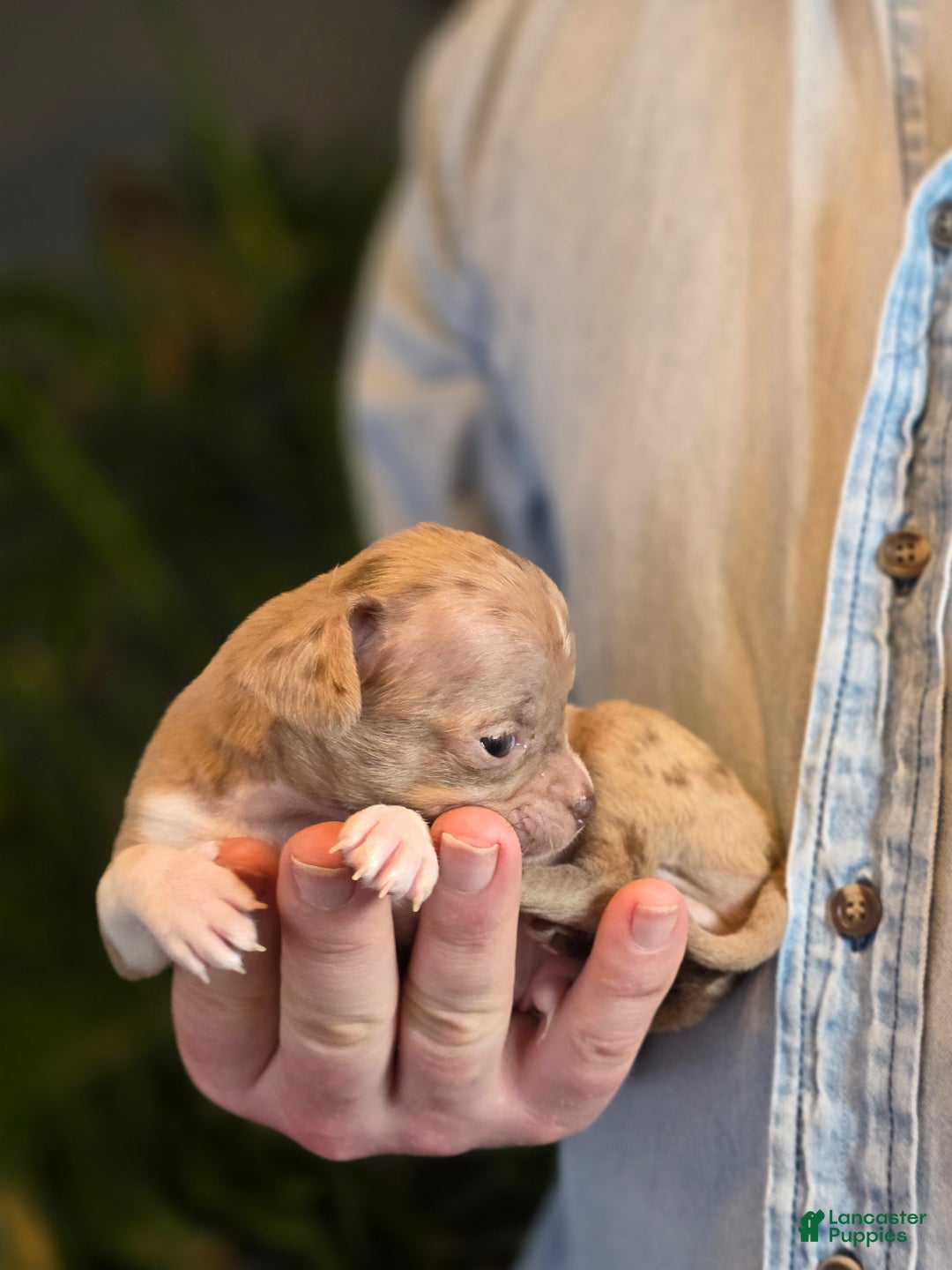 Chihuahua dogs for sale: Splash - Ad 12