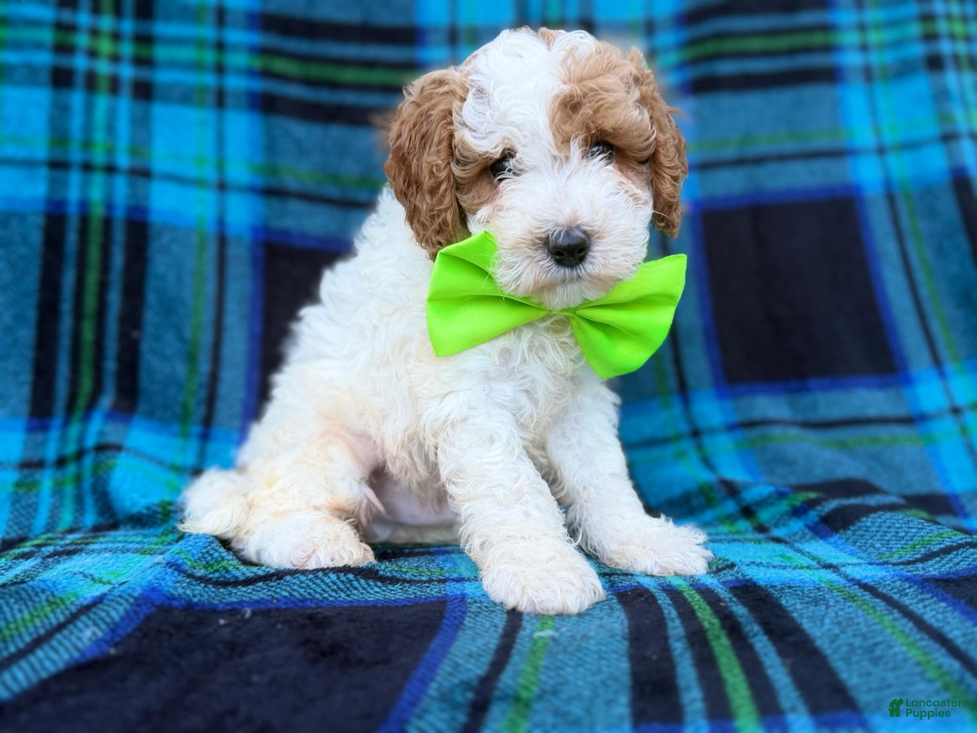 Cavapoo dogs for sale: Dexter  - Ad 1