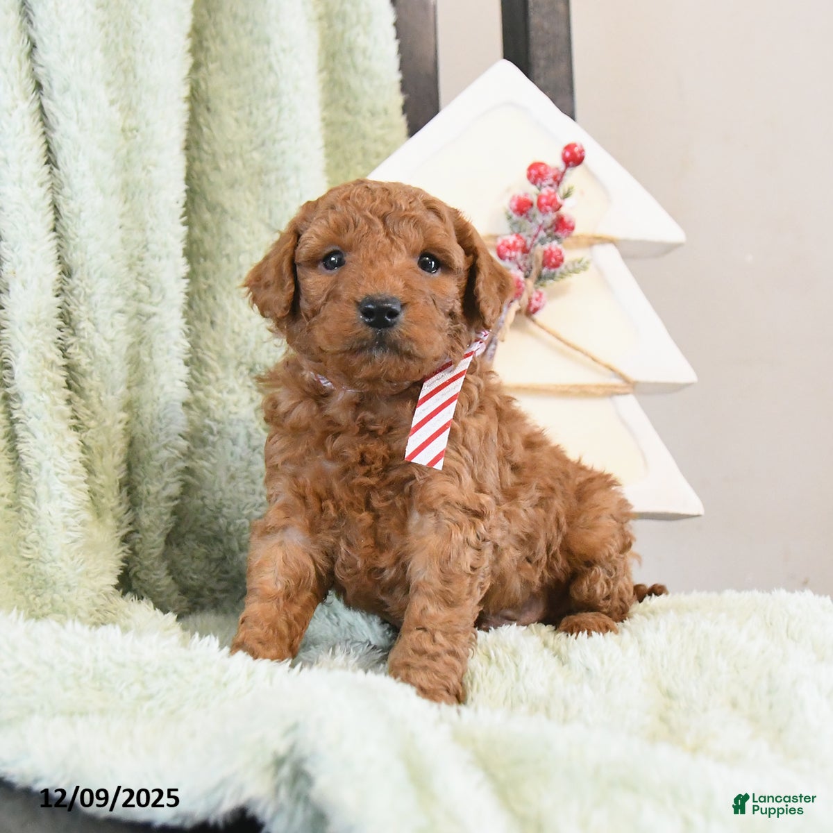 Mini Goldendoodle dogs Bear - Ad 5