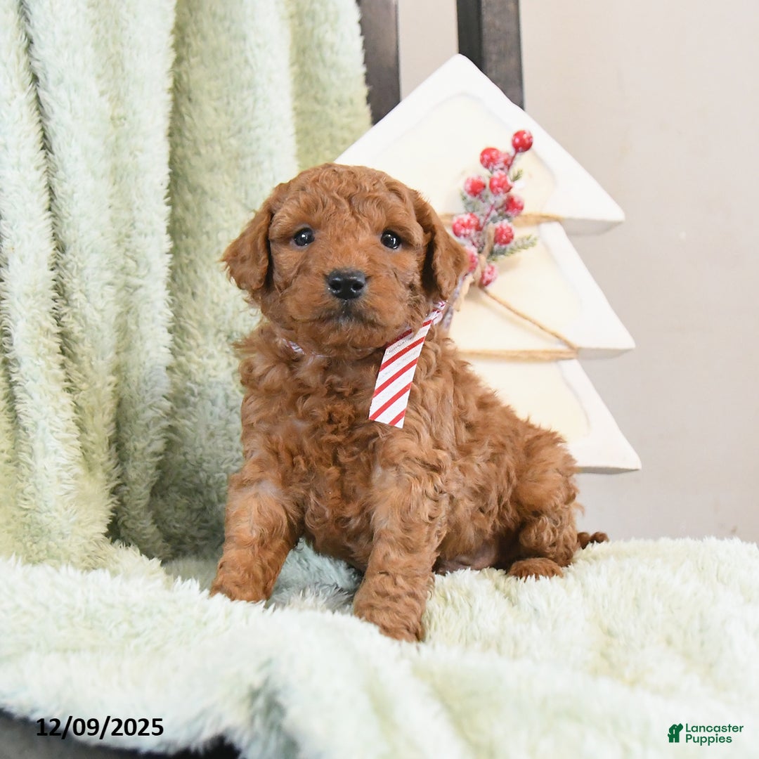 Mini Goldendoodle dogs for sale: Bear - Ad 1