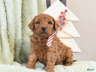 Mini Goldendoodle dogs Bear - Ad 18