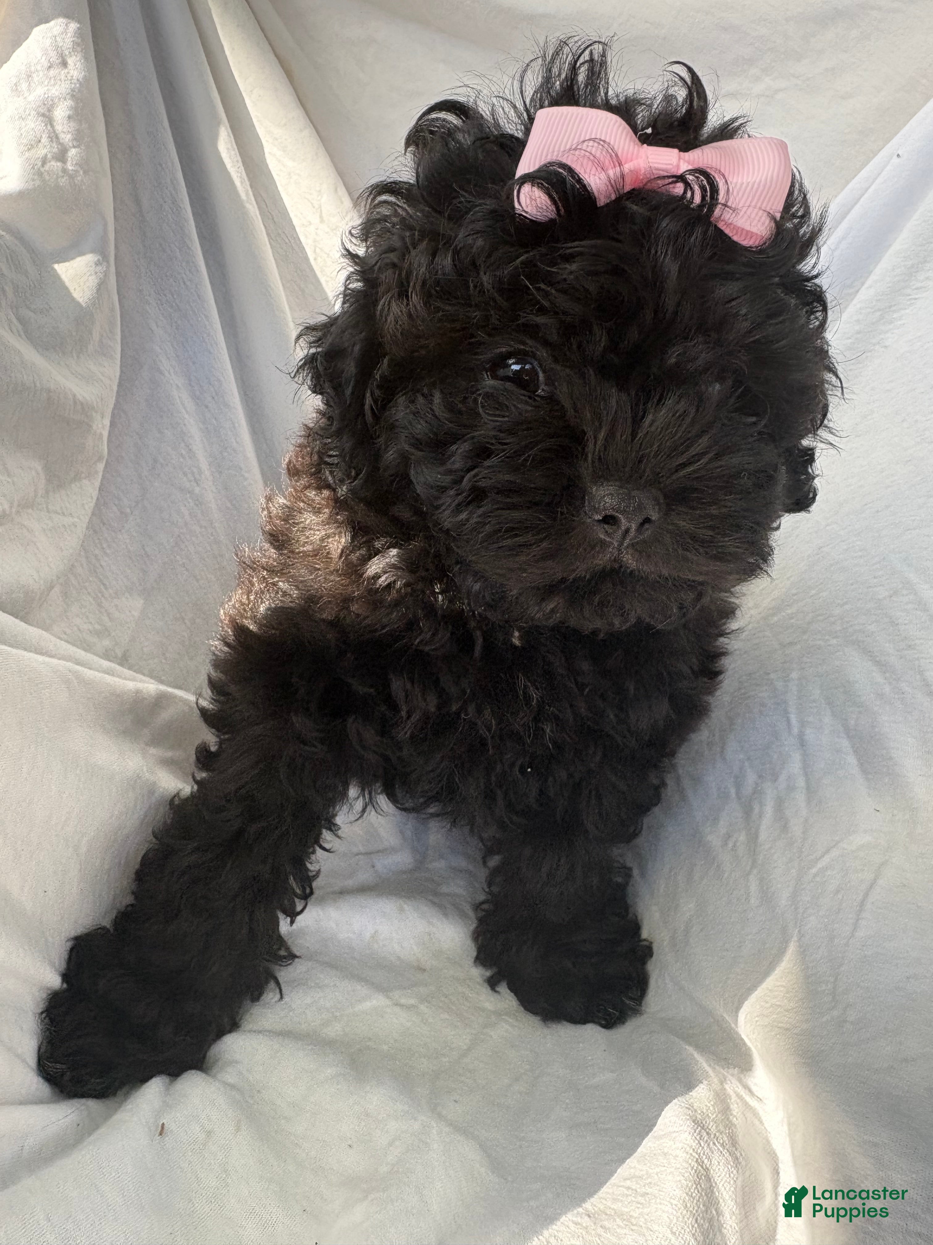 Shih Tzu dogs for sale: Pretty - Ad 20