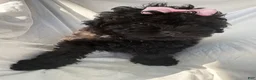 Shih Tzu dogs for sale: Pretty - Ad 1