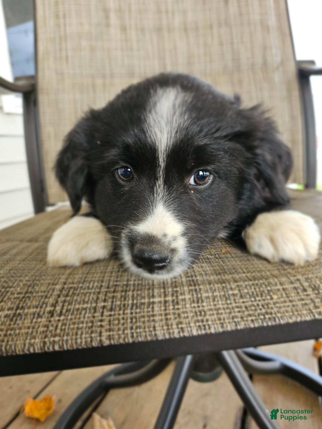 Mixed Breed dogs for sale: Female 3 - Ad 1